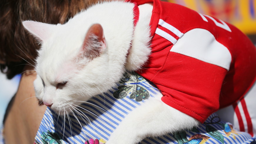 Эрмитажный кот Ахилл предсказал сборной России вторую победу подряд - фото