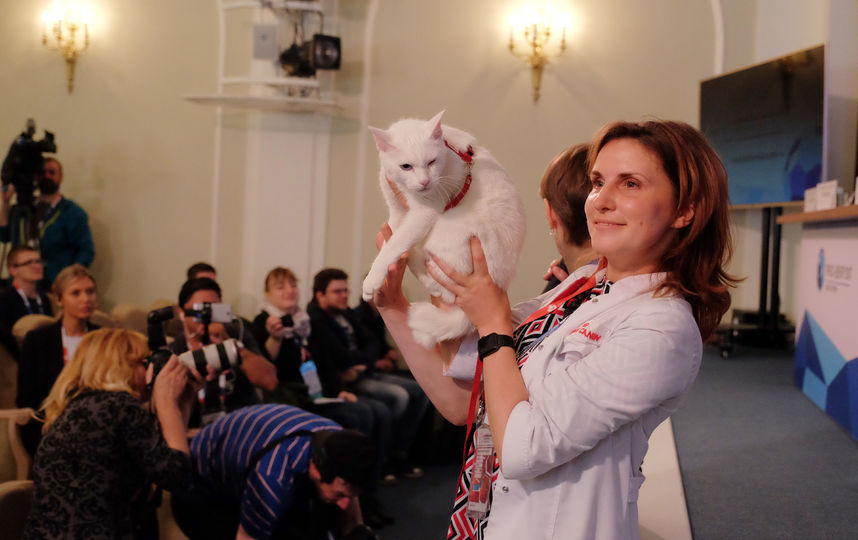 Кот против популярности Кержакова - фото