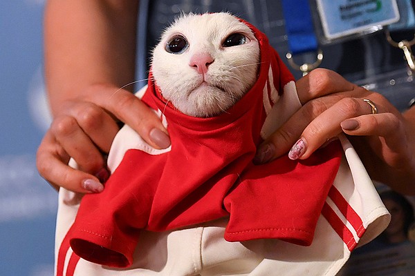 Нападающий сборной Марокко спас кота-пророка Ахилла - фото