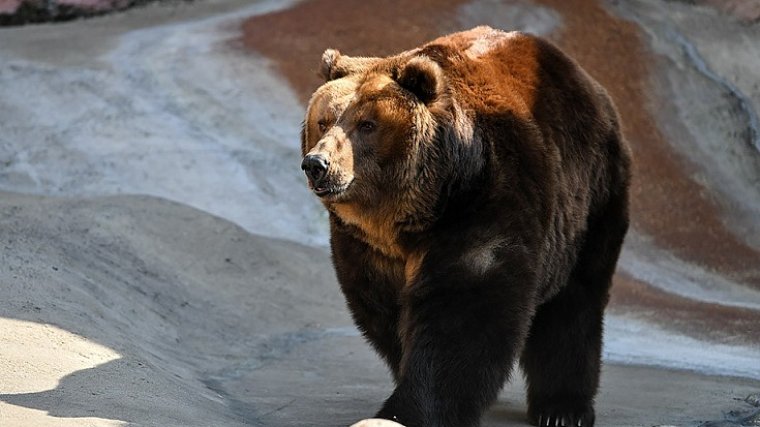 ФИФА против медведя: церемония открытия без животных - фото